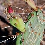 Opuntia littoralis Plod