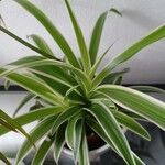 Chlorophytum capenseبرگ