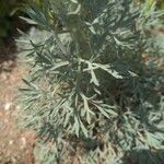 Seseli gummiferum 葉