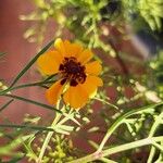 Coreopsis tinctoriaΛουλούδι