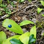 Clintonia borealis Owoc