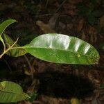 Calophyllum brasiliense Blatt