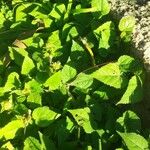 Sida cordata Frunză