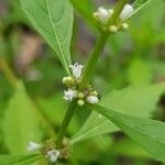 Lycopus uniflorus Flower