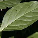 Monnina parasylvatica 葉