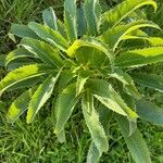 Helleborus lividus Leaf