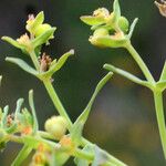 Euphorbia sulcata Blomst