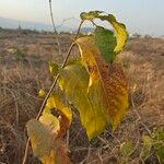 Holarrhena pubescens Leaf