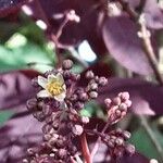 Cotinus coggygria Flower