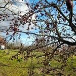 Malus × floribundaFruto