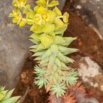 Euphorbia pithyusa Bloem