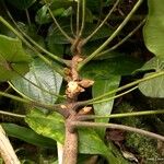 Acropogon calcicola 整株植物