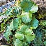 Cardamine asarifolia Likasa