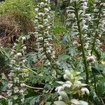 Acanthus mollisപുഷ്പം