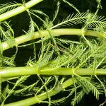 Myriophyllum aquaticum Folha