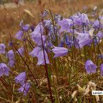 Campanula giesekiana Kwiat