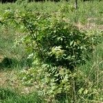 Sambucus racemosa Habit