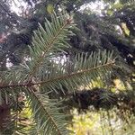 Abies albaLiść