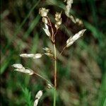 Anthoxanthum nitens Fruit