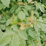 Rosa villosa Leaf