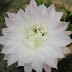 Echinopsis oxygonaЦветок