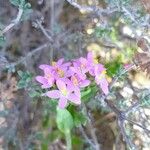 Centaurium erythraea Květ