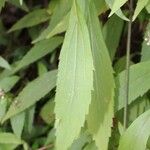 Ageratina riparia Leaf