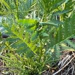 Tanacetum macrophyllum 葉