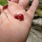 Murraya paniculata Fruit