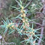 Juniperus oxycedrusFlower