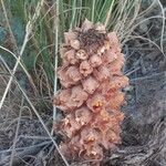 Orobanche rapum-genistae Flor