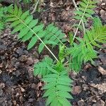 Sorbaria sorbifolia Leaf