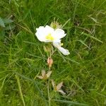 Ludwigia octovalvis Flower