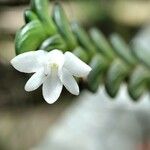 Angraecum distichum Floare