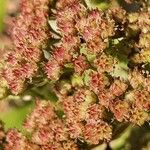 Sedum telephium फूल