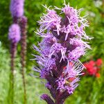 Liatris pycnostachya Flower