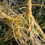 Cuscuta campestris Bark