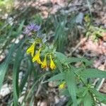 Melampyrum subalpinum Квітка