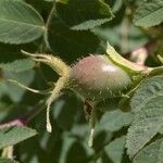 Rosa tomentosa Fruit