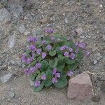 Phacelia calthifolia Habitatea