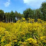 Solidago canadensis Hàbitat