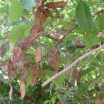 Lonchocarpus sericeus ഫലം