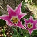 Tulipa didieri പുഷ്പം