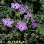 Geranium asphodeloides Flor