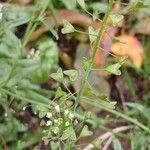 Capsella bursa-pastoris Fruit