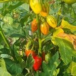 Solanum aethiopicum Fruit