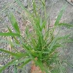 Setaria verticillata Лист