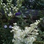 Filipendula vulgaris Blüte