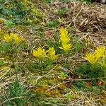 Gagea bohemica Fula