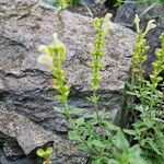 Scutellaria repens Hábito
